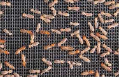 Traitement termites